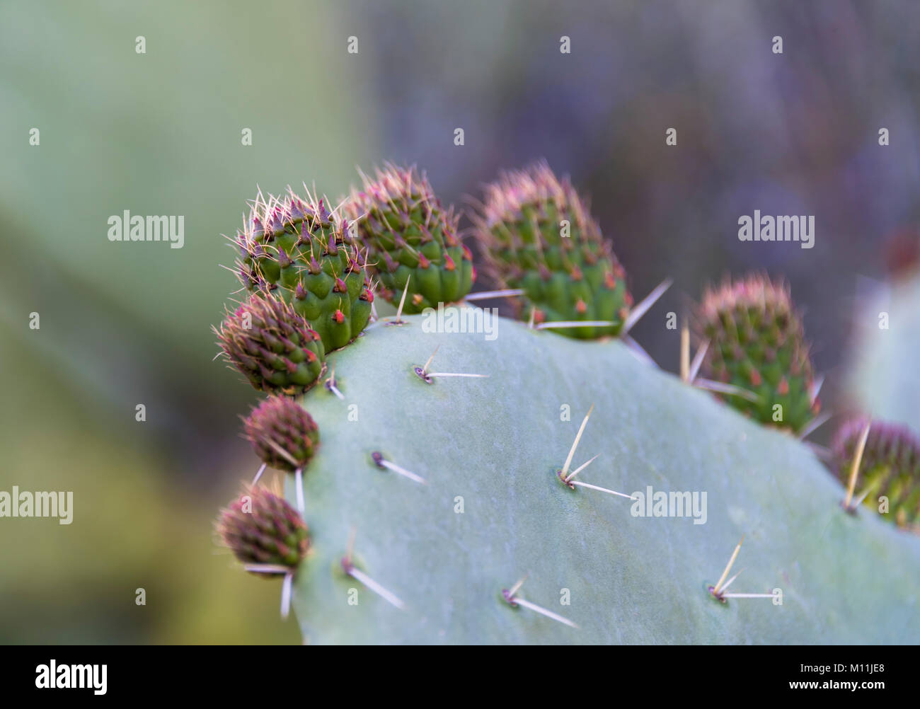 Close up image of Sicilian Cactus flower in bloom, also known as Opuntia ficus-indica or Cactus pear Stock Photo