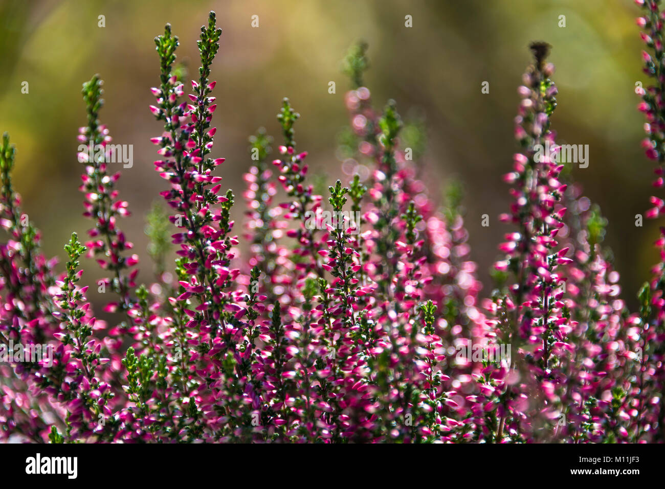 A meadow of purple flowers Stock Photo - Alamy