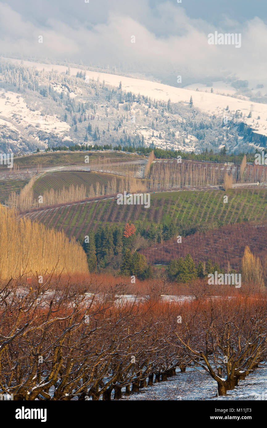 A wintery scene arrives in fall to the cherry orchards near the Columbia River Gorge of Oregon. USA Stock Photo