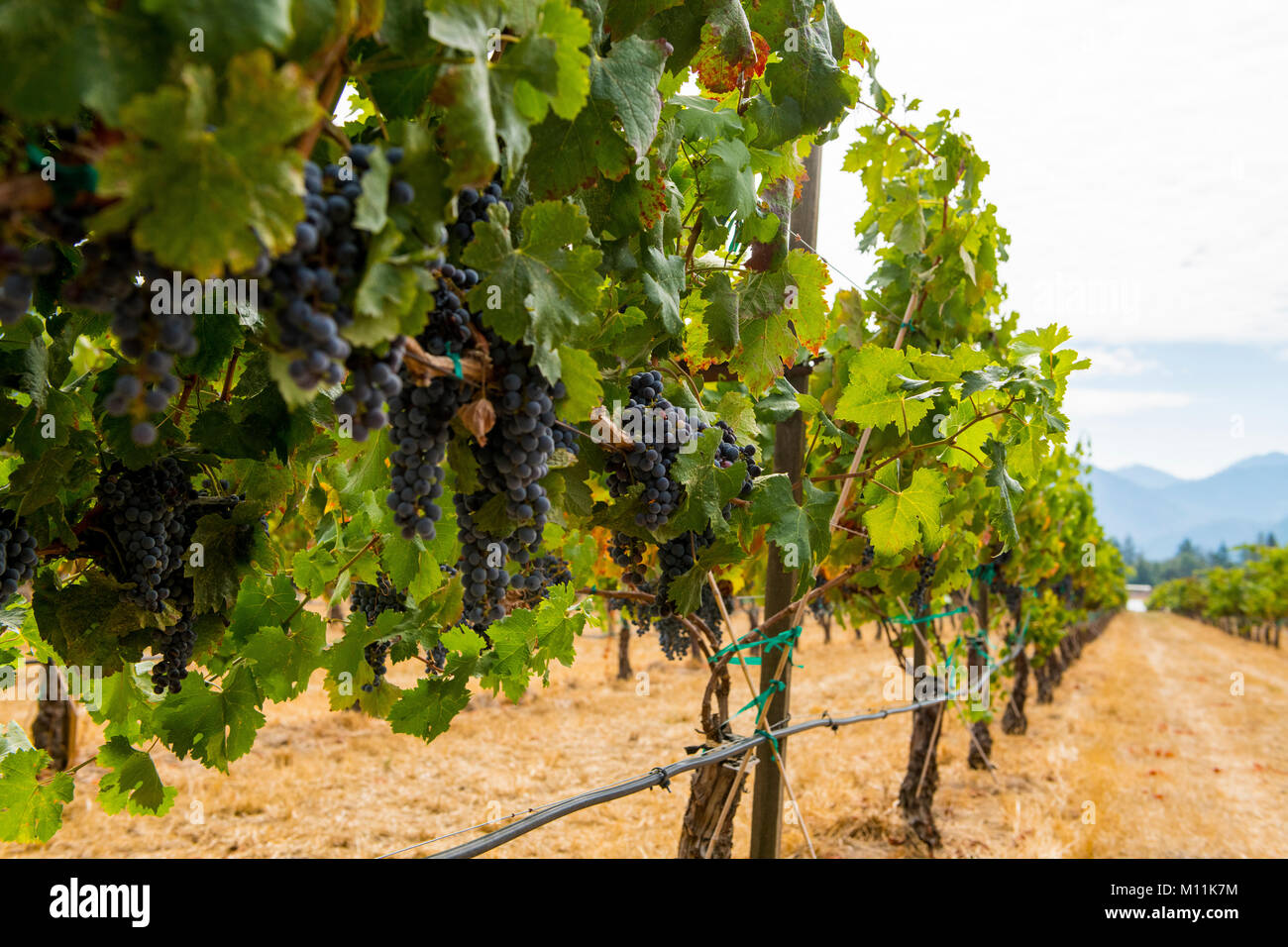 Applegate Valley wine country near Ashland, Oregon Stock Photo Alamy