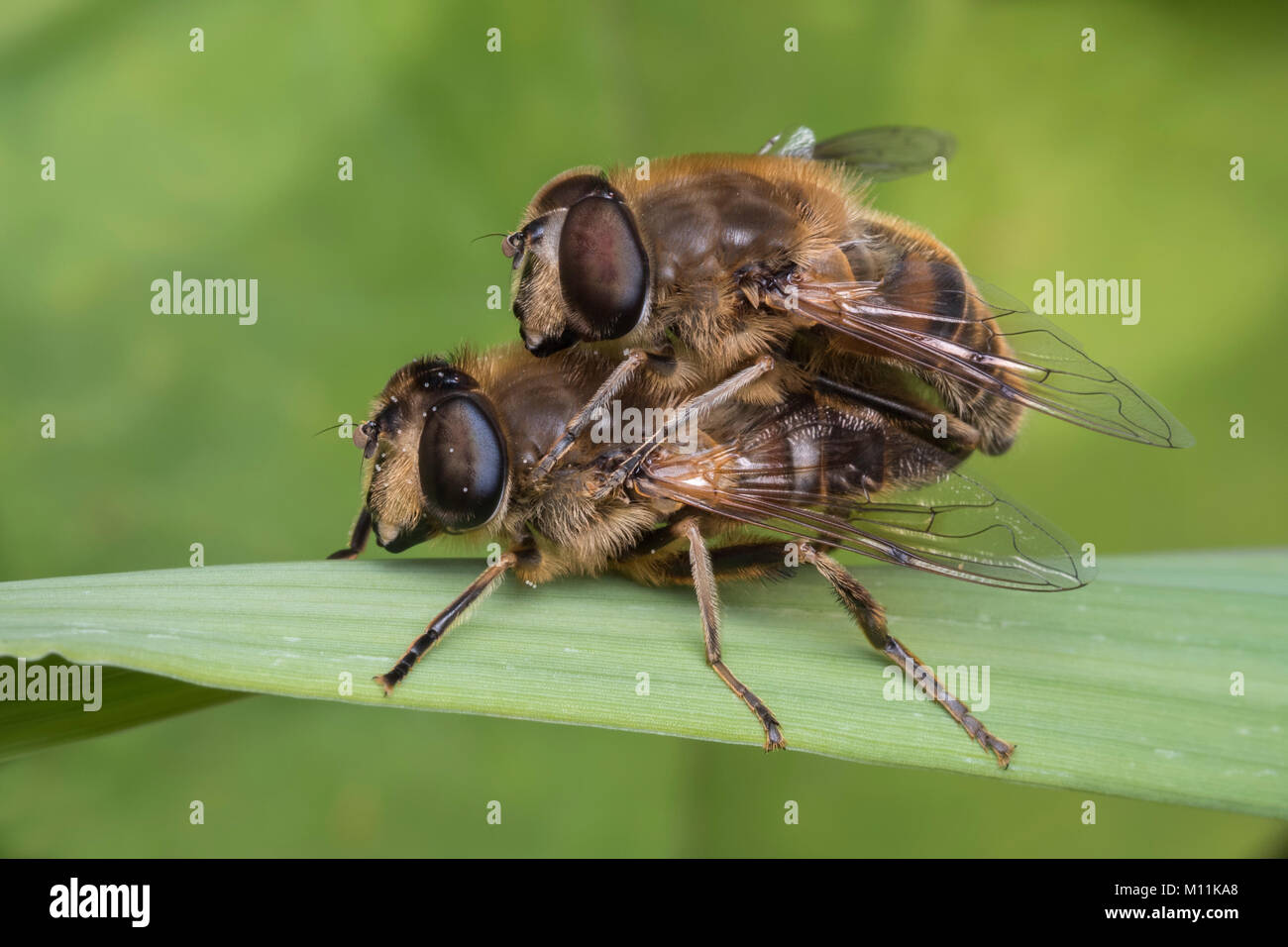 Mating Hoverflies (Eristalis sp.) on a stem of grass in wetland habitat. Cabragh Wetlands, Thurles, Tipperary. Stock Photo