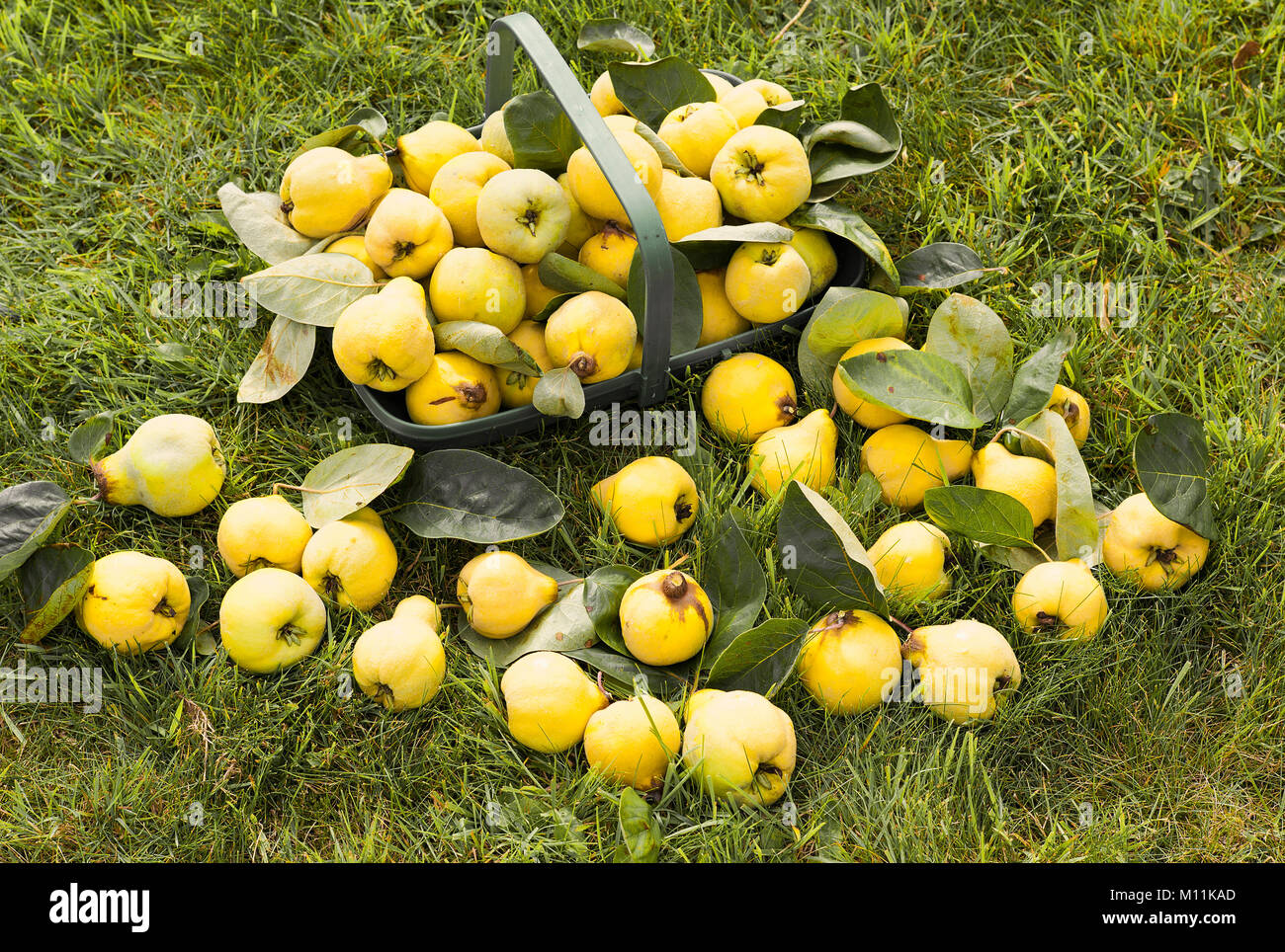 A harvest gathering of edible quince Cydonia oblonga Meech's Prolific in Wiltshire England UK Stock Photo