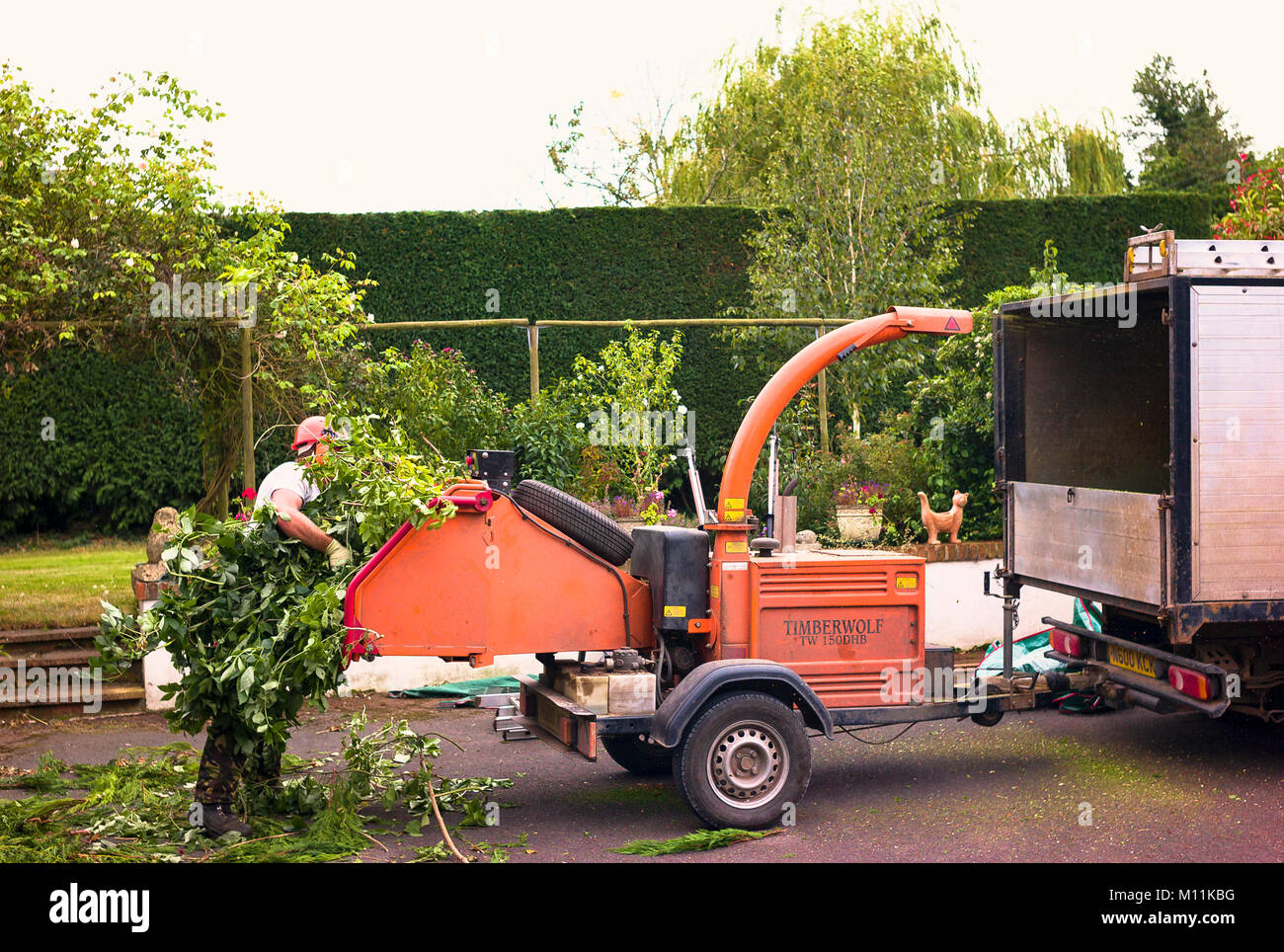 Shredding hedge trimmings in a commercial machine during annual hedge maintenance in UK Stock Photo