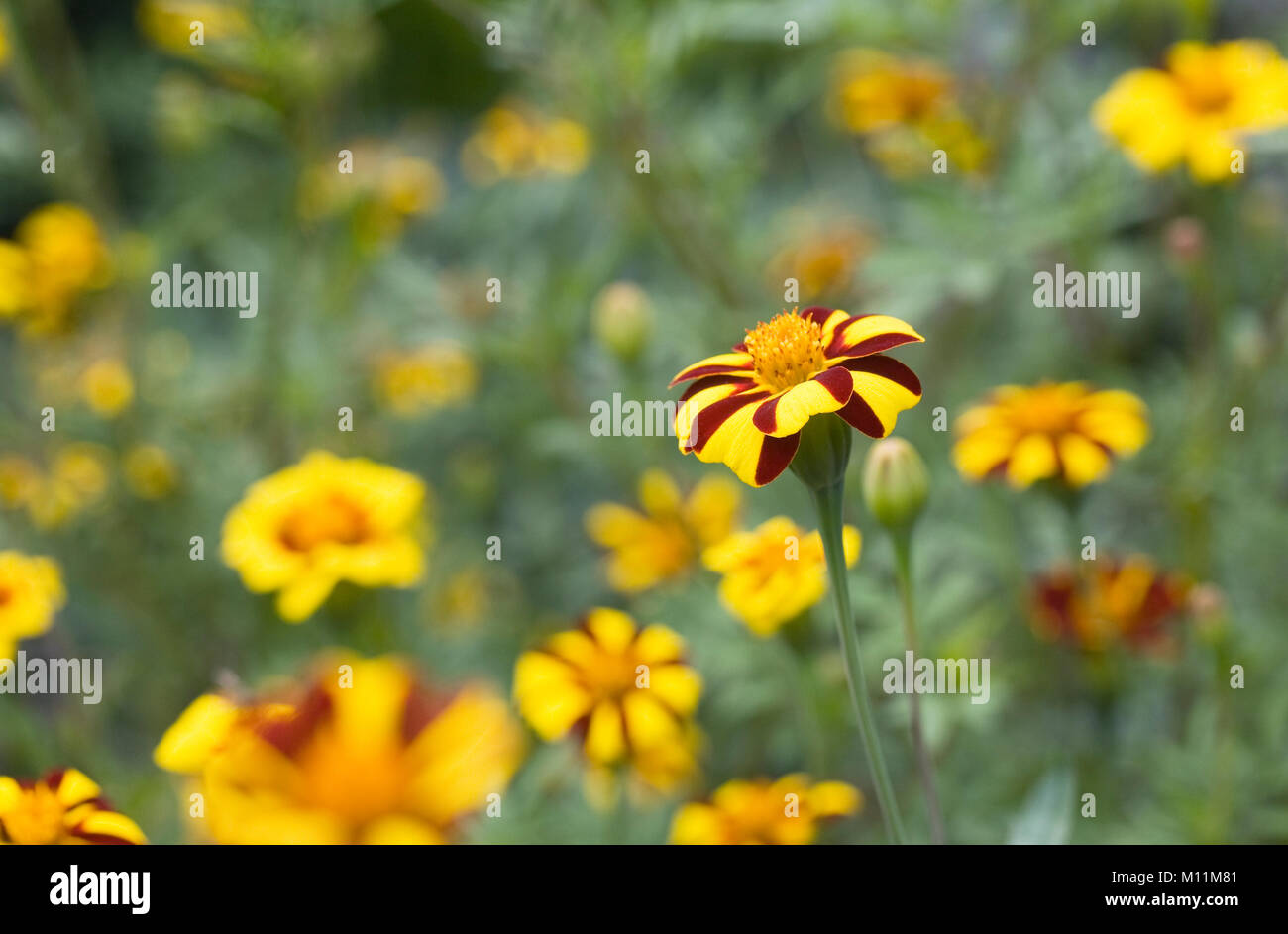 Tagetes patula flowers. Stock Photo