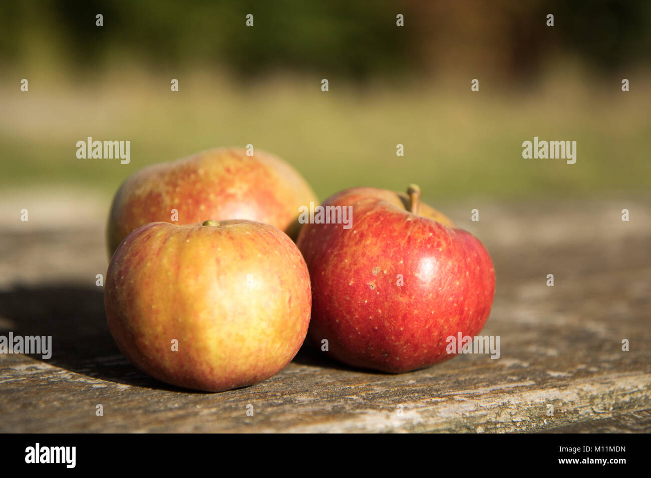 Trio of Autumn Apples Stock Photo