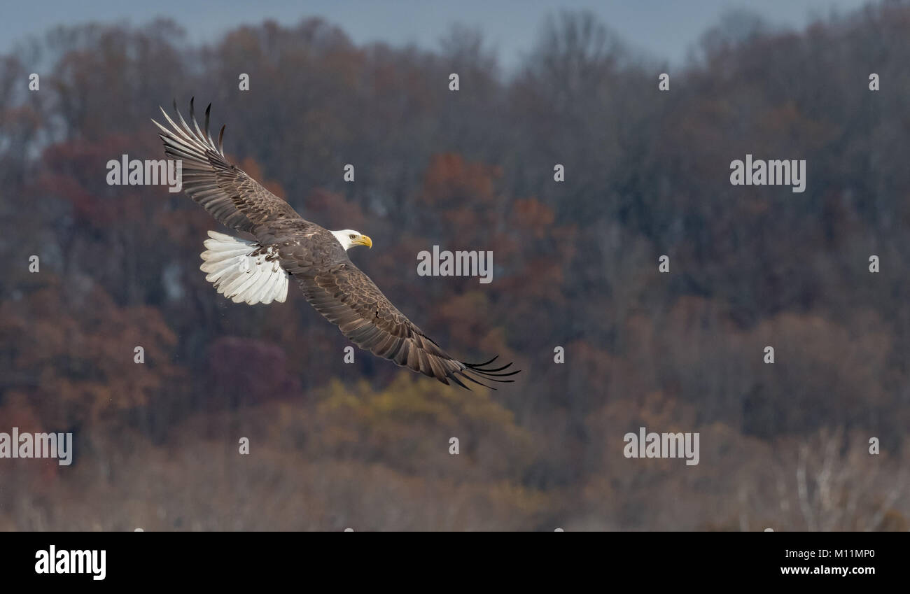 Bald Eagle Feet High Resolution Stock Photography and Images Alamy