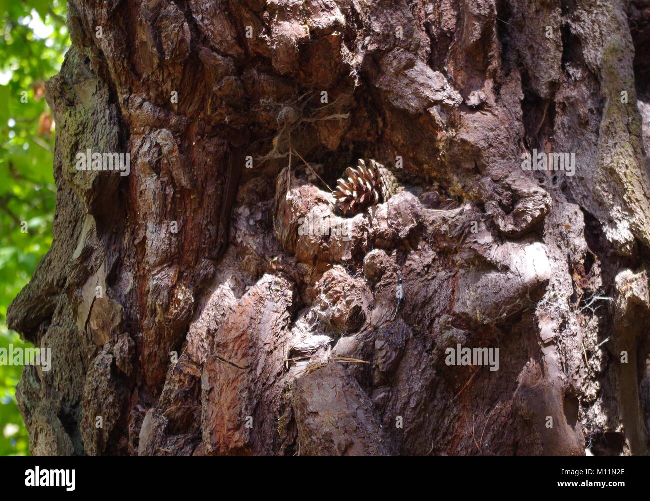 Wonford House Hospital and Grounds, 1869, NHS,. Close Up of Conifer Tree Bark and Pinecone. Exeter, Devon, UK. August, 2015. Stock Photo