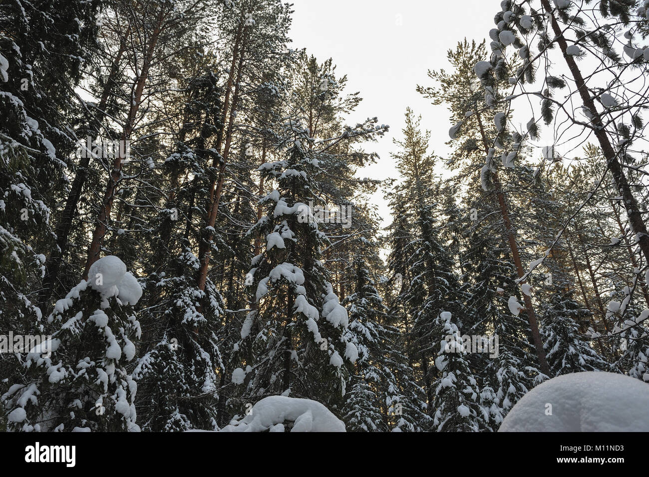 Landscape of the wintery snow covered forest view with sun glare Stock ...