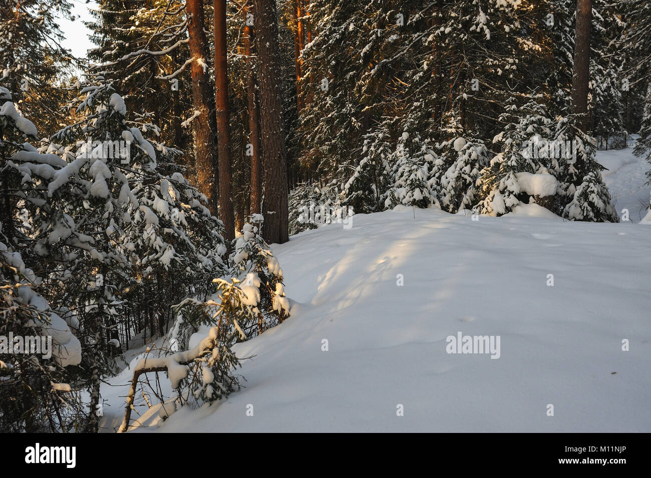 Landscape of the wintery snow covered forest view with sun glare Stock ...