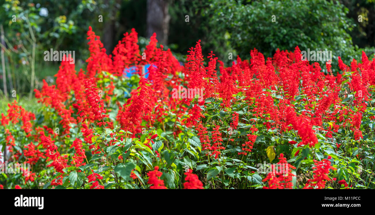 Red Salvia hatch in the afternoon sun with flowers bunched on the trunk like cannons. This is the flower that symbolizes Asian spring luck Stock Photo