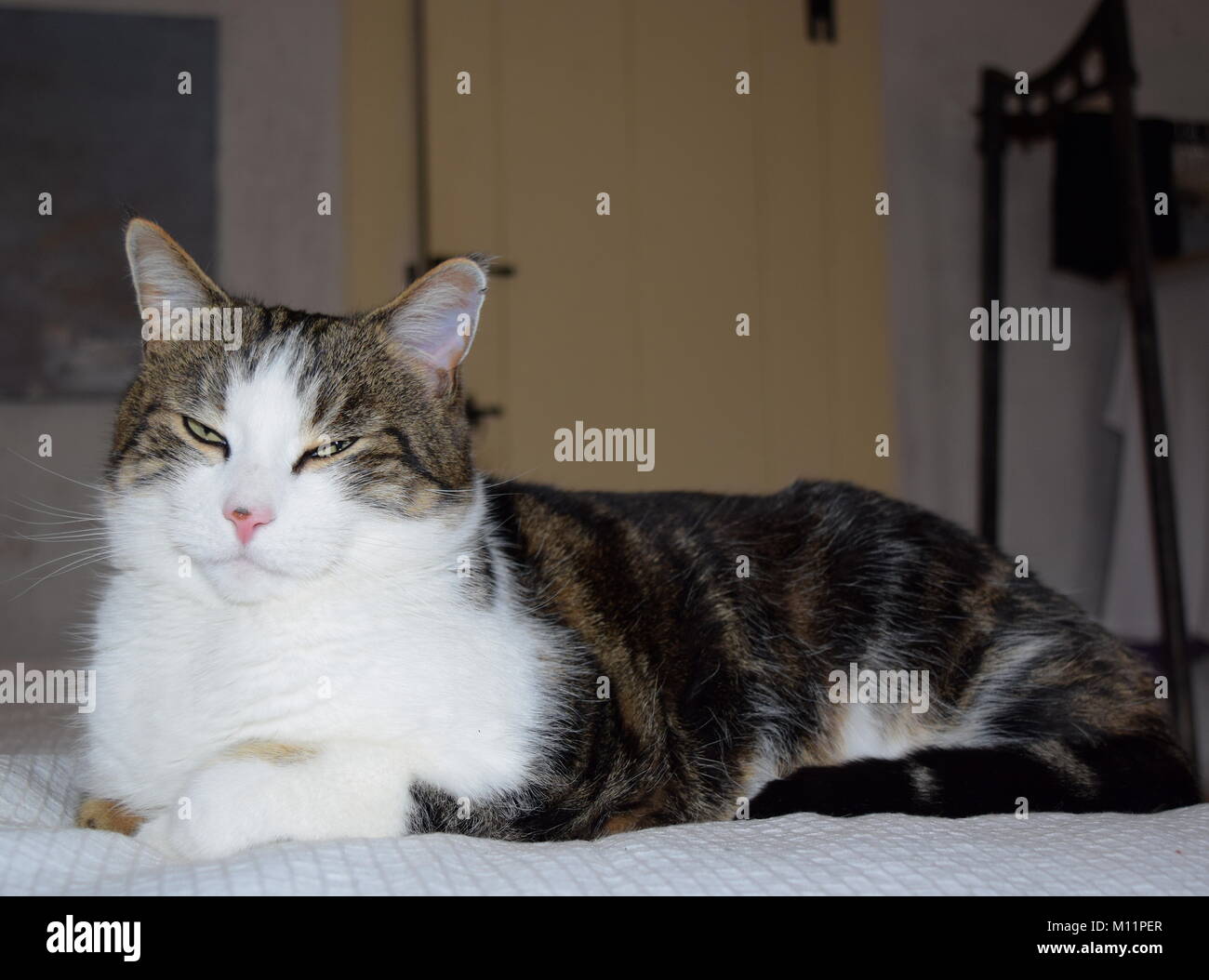 Black And White Tabby Cats