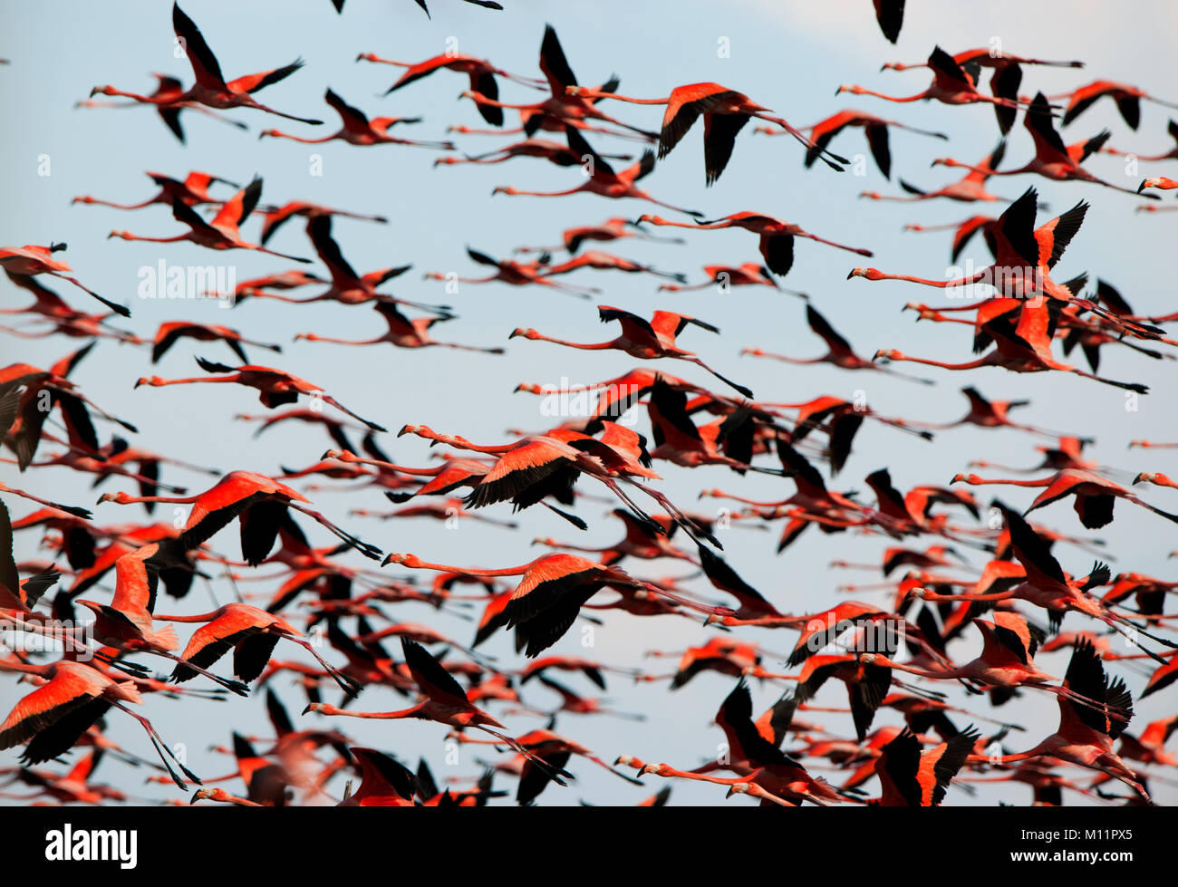 Flight of a flamingo in the sky. It is a lot of birds of a flamingo in flight against the blue sky. Stock Photo