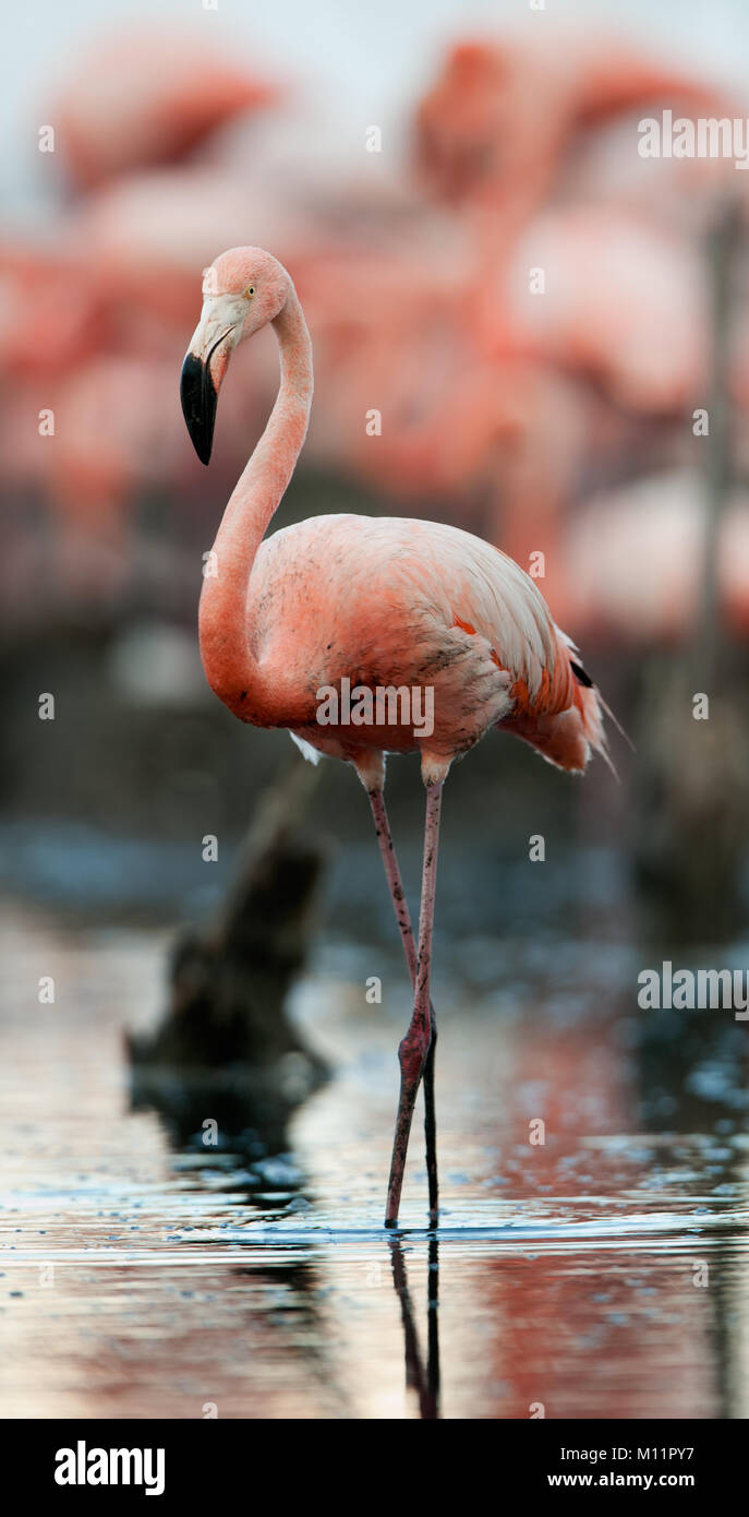 Colony of Caribbean Flamingo the on nests.Rio Maximo, Camaguey, Cuba Stock Photo