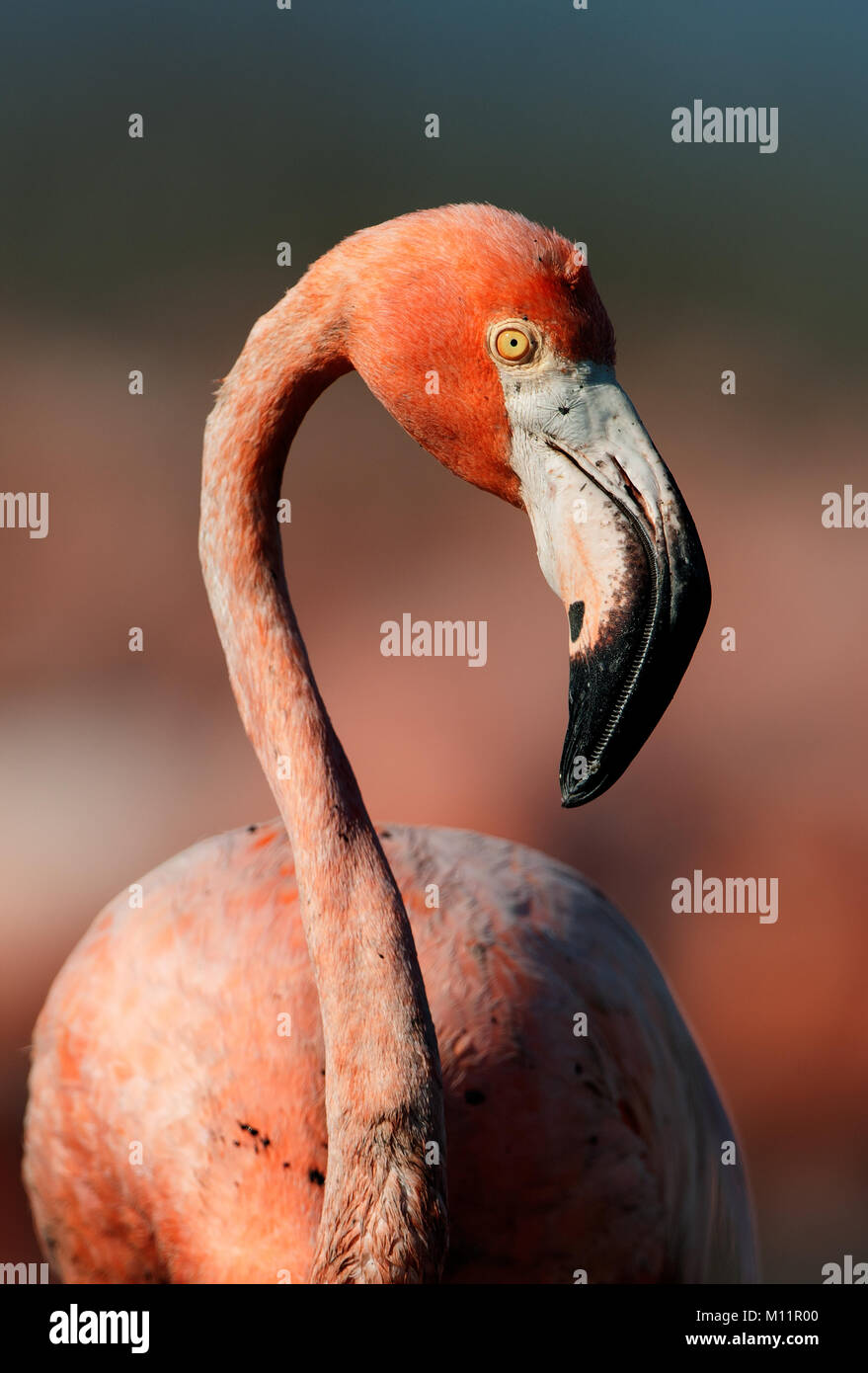 Portrait of a Caribbean flamingo in a profile. Cuba Stock Photo