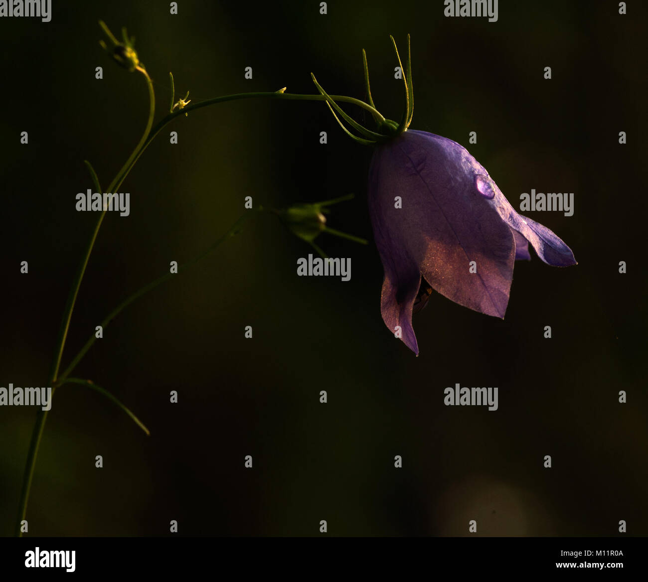 Closeup of bluebell flowers.Profile Stock Photo
