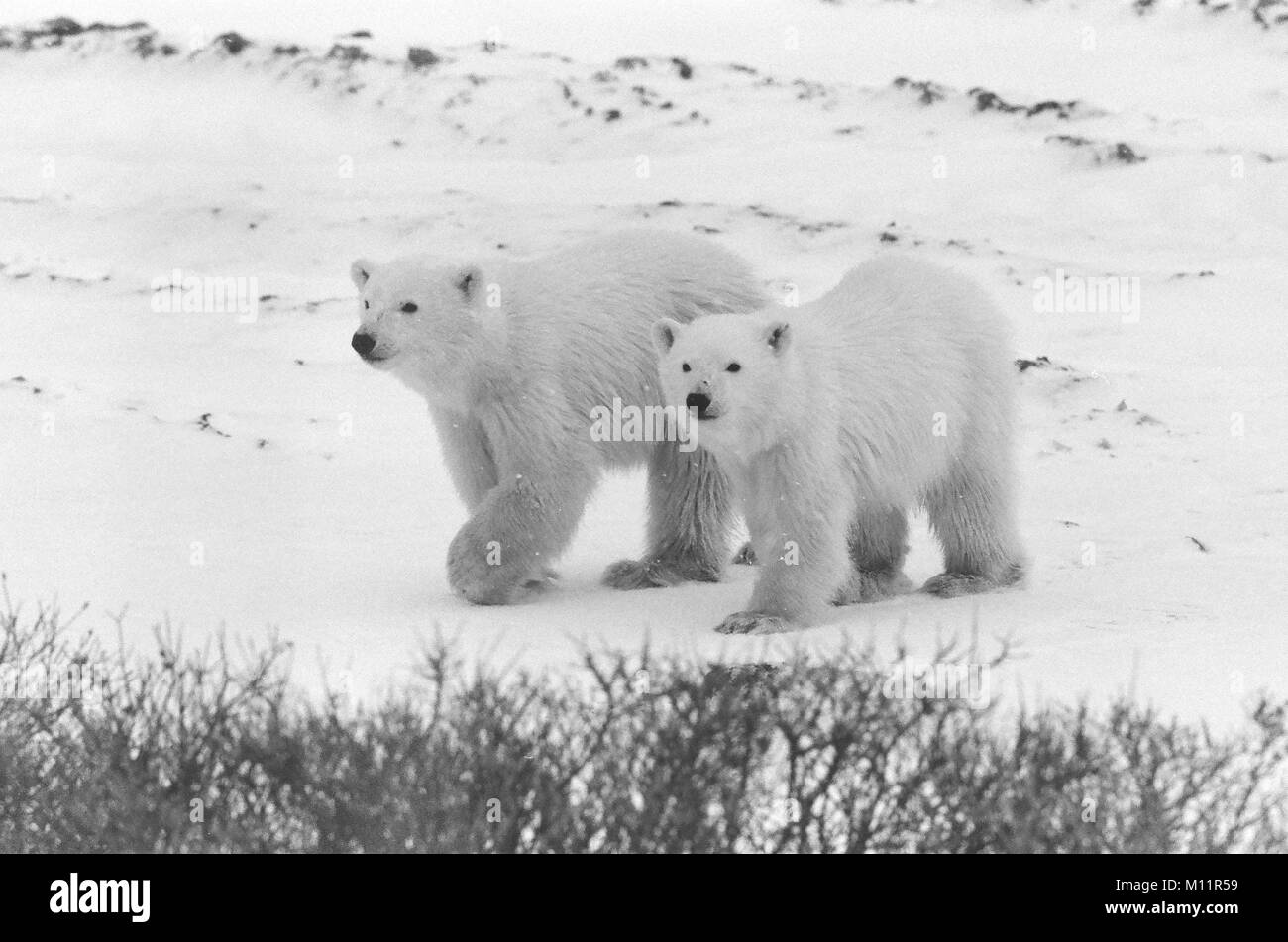 Portrait of the polar bears. Close up a portrait of a polar bears in black and white. Canada Stock Photo