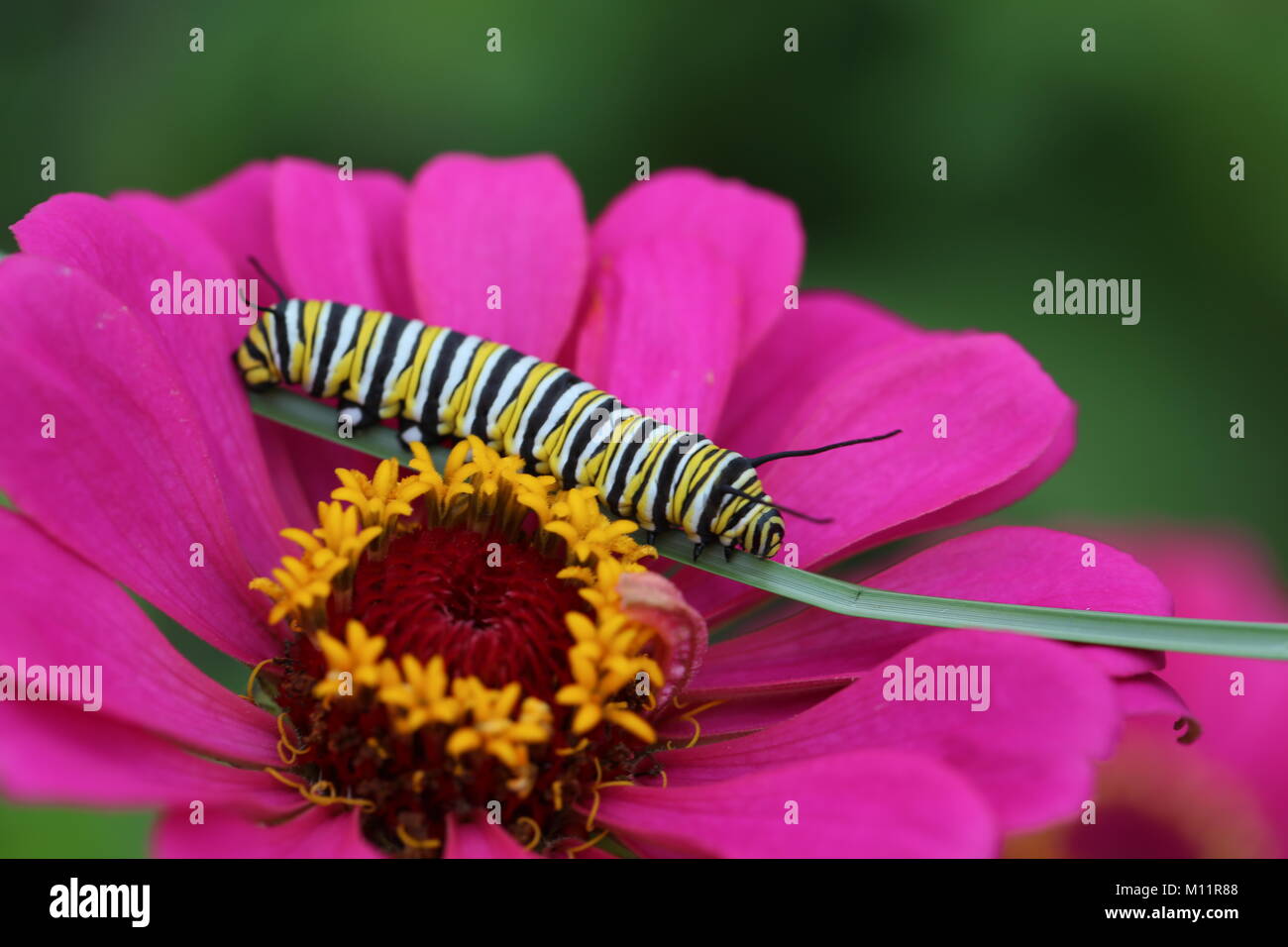 Brightly colored monarch caterpillar on zinnia Stock Photo Alamy