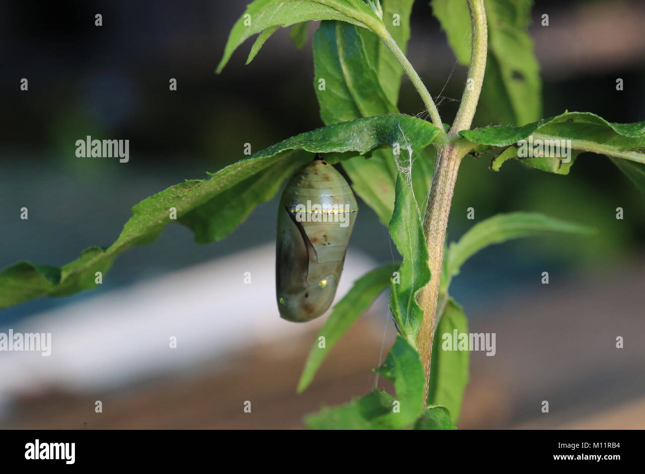 Monarch chrysalis Stock Photo Alamy