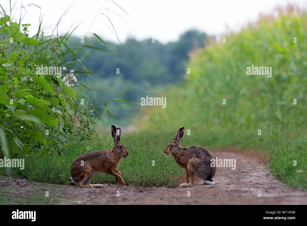 Hare on meadow Stock Photo