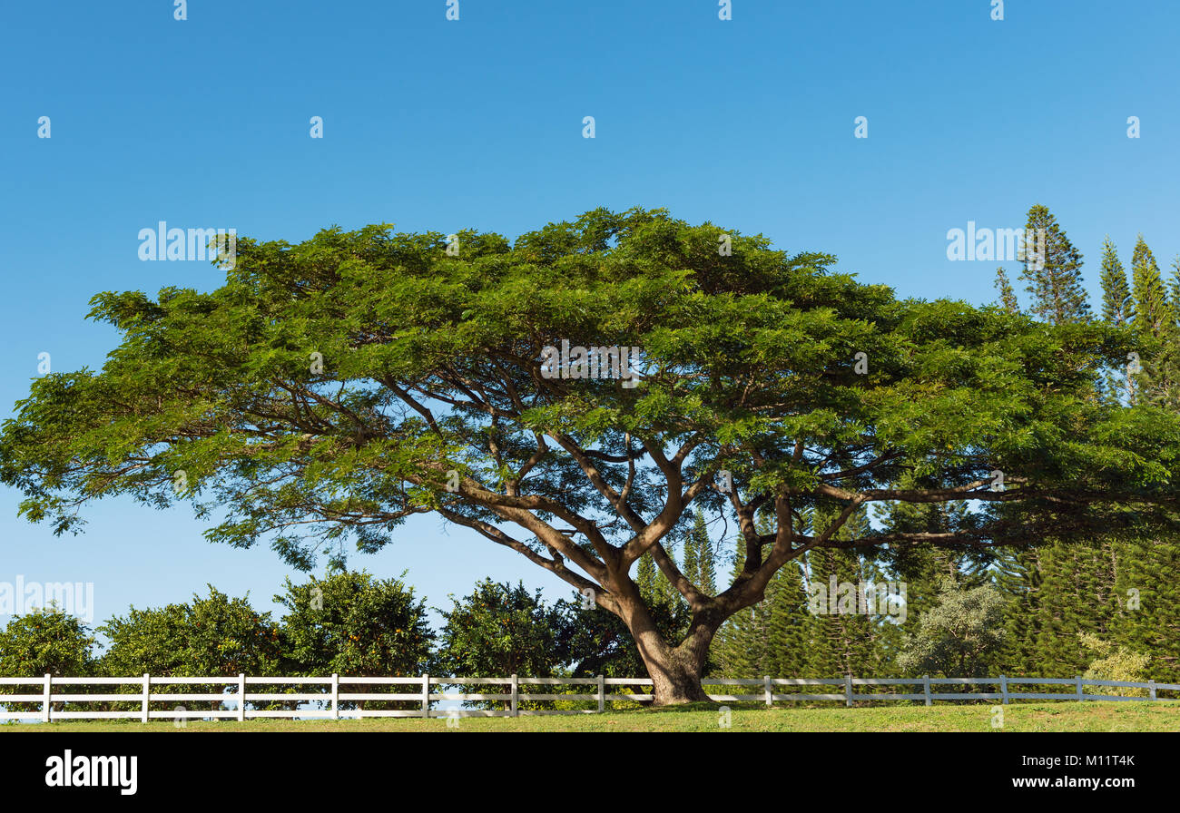 single koa tree acacia koa kauai hawaii Stock Photo