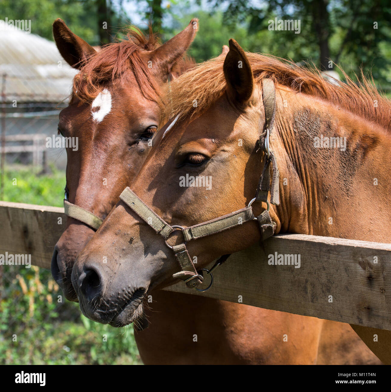 Two horses head Stock Photo Alamy