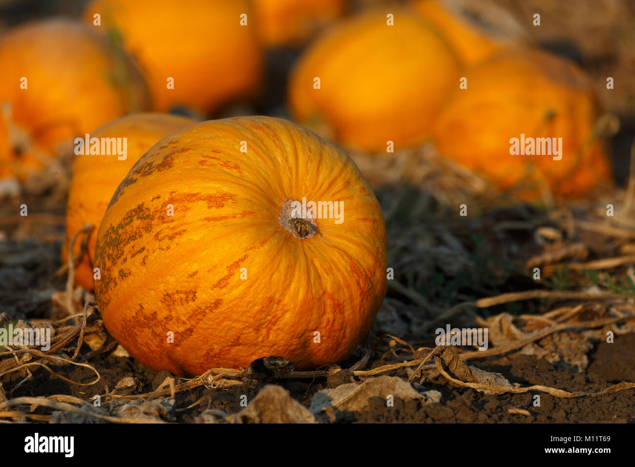Mure Pumpkins lie on land Stock Photo