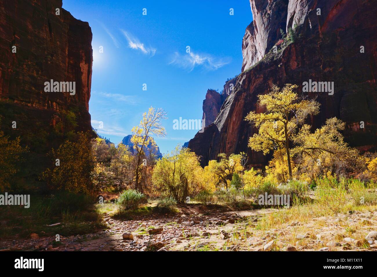 Canyon floor with fall foliage in Zion National Park Stock Photo