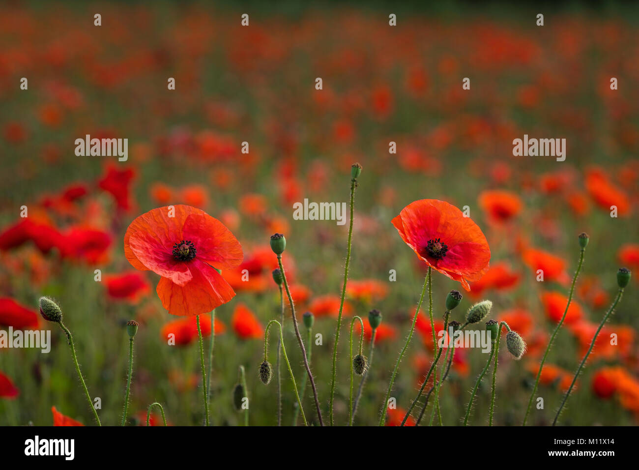 Part of an abandoned field full of poppies. Stock Photo