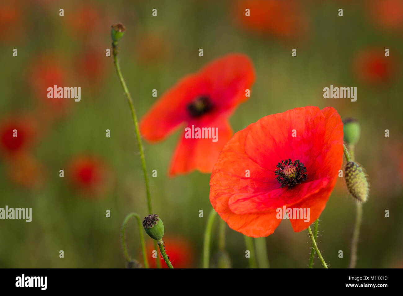 Part of an abandoned field full of poppies. Stock Photo