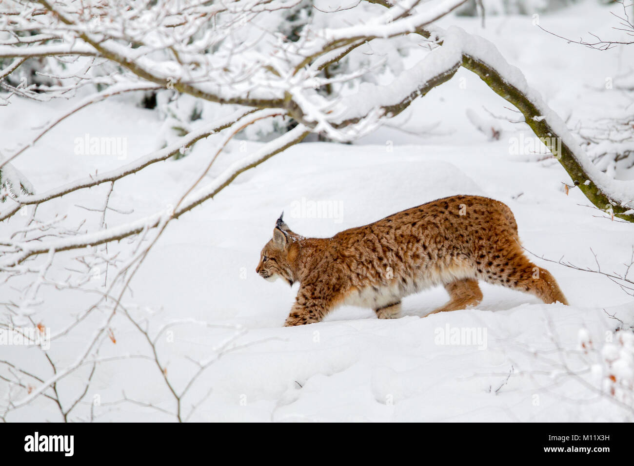 Eurasian lynx (Lynx lynx) in the snow in the animal enclosure in the Bavarian Forest National Park, Bavaria, Germany. Stock Photo