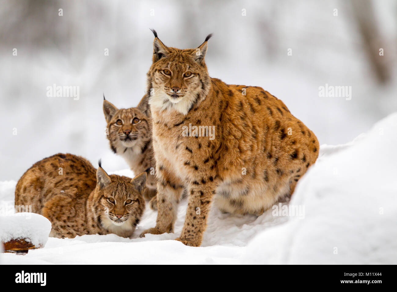 Eurasian lynx (Lynx lynx) family, mother with two kittens, in the snow in the animal enclosure in the Bavarian Forest National Park, Bavaria, Germany. Stock Photo