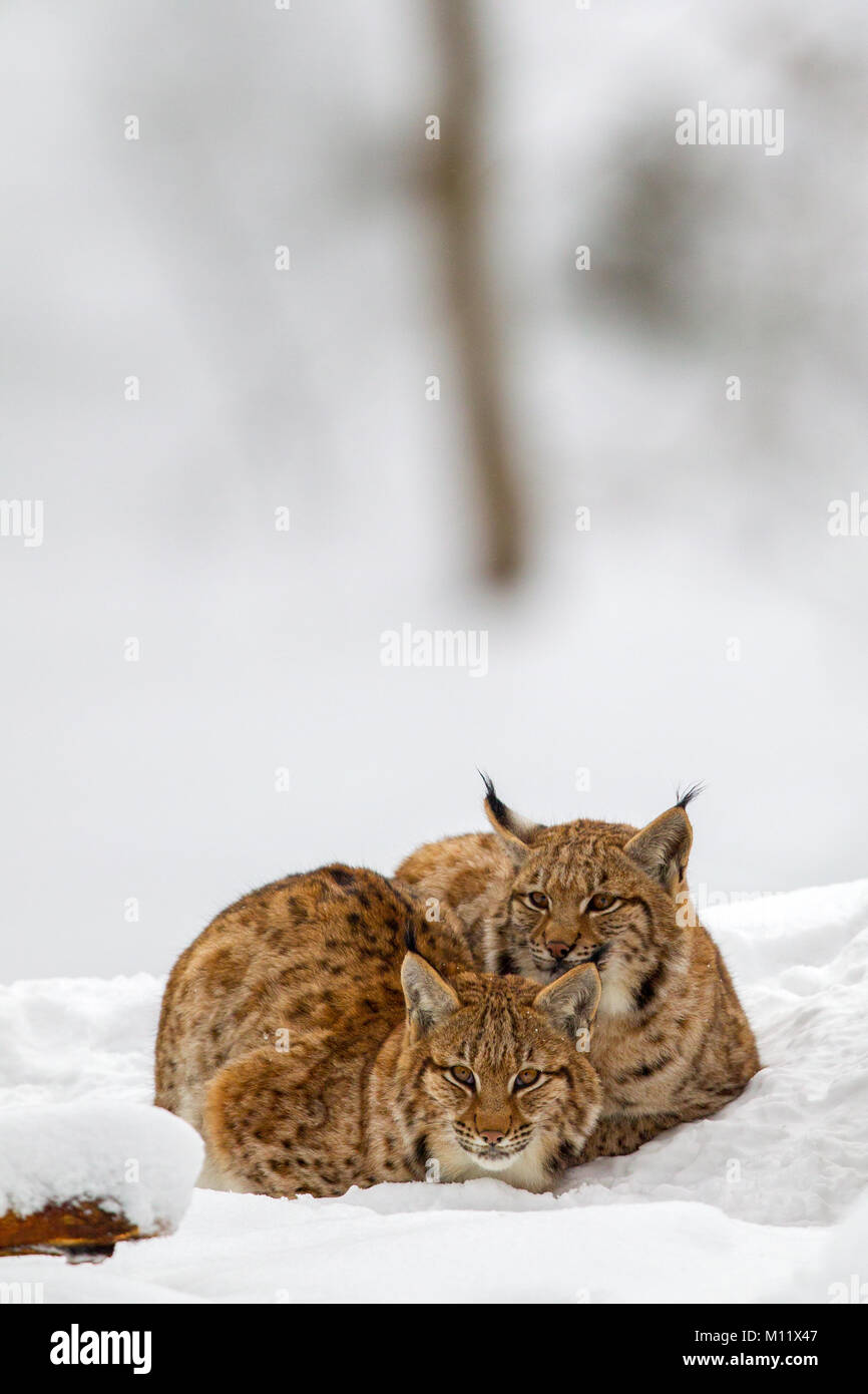 Two young Eurasian lynx (Lynx lynx) in the snow in the animal enclosure in the Bavarian Forest National Park, Bavaria, Germany. Stock Photo