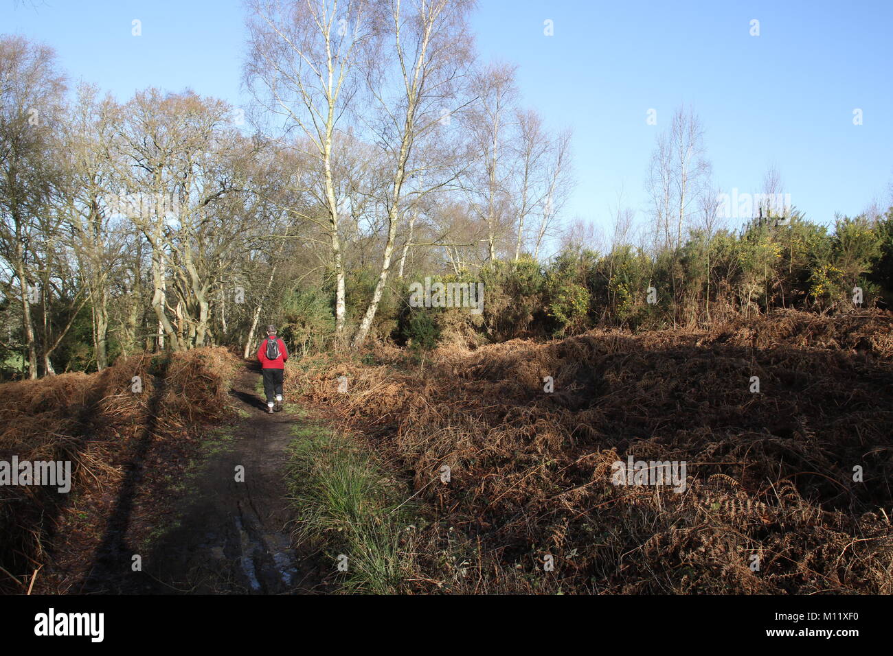 Rear view of one female walker entering a forest of trees on Thursley Common, Surrey, England. Stock Photo