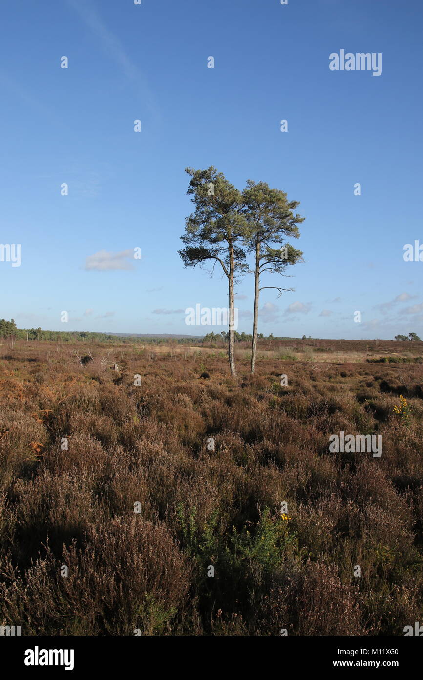 a bright blue sky over Thursley Common in the Surrey countryside, England Stock Photo