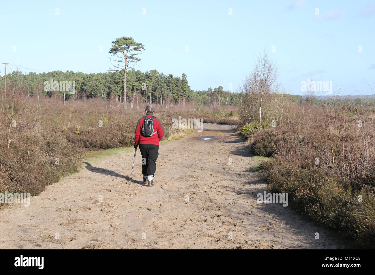Rear view of one female walking on Thursley Common heathland in Surrey, England. Stock Photo
