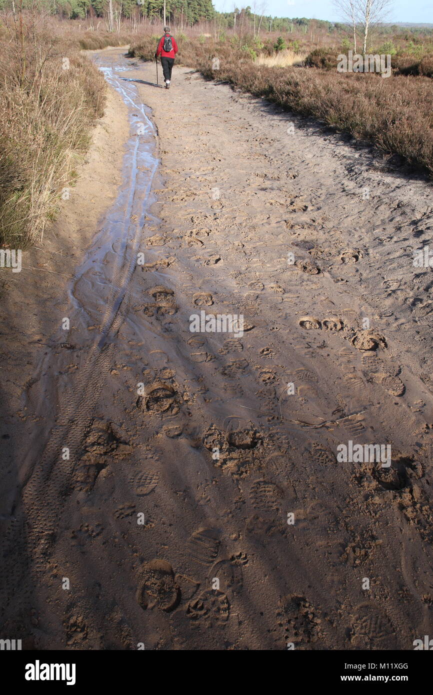 Rear view of one female walking on Thursley Common heathland in Surrey, England with footprints and bike tracks in a sandy path Stock Photo