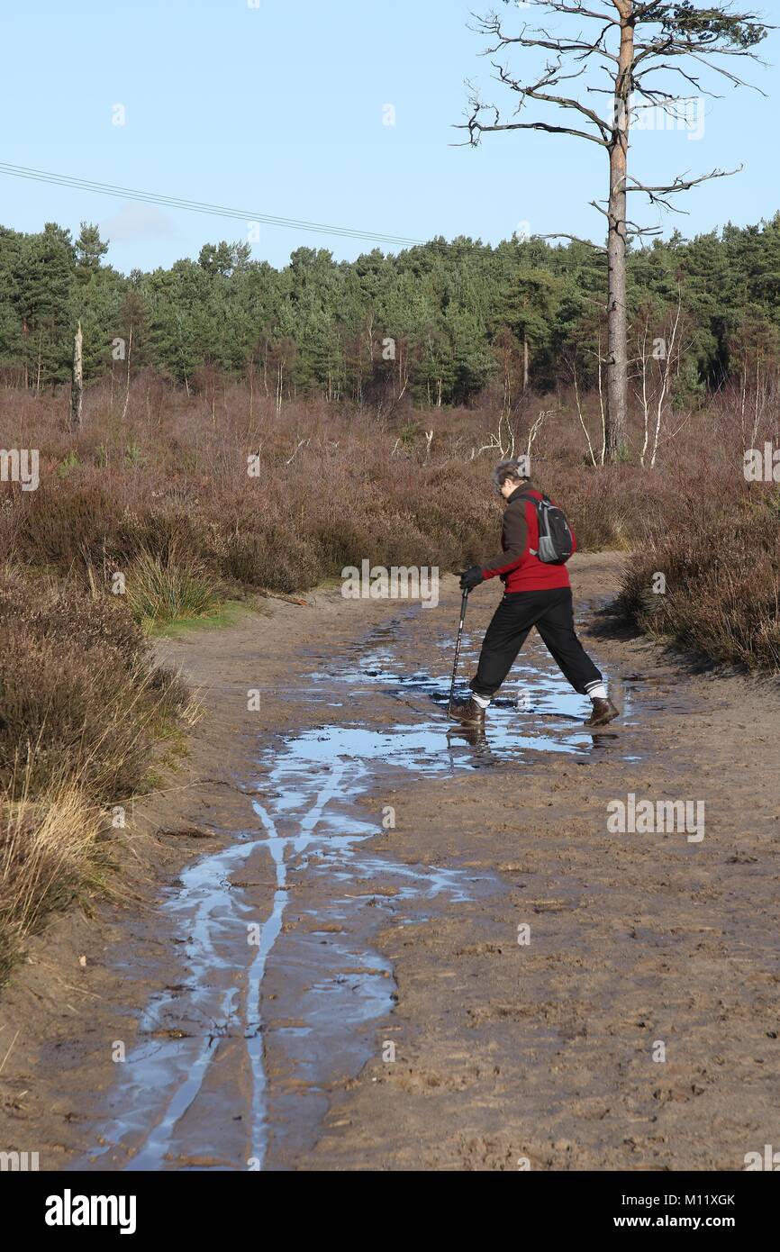 Rear view of one female walking on Thursley Common heathland in Surrey, England. Stock Photo