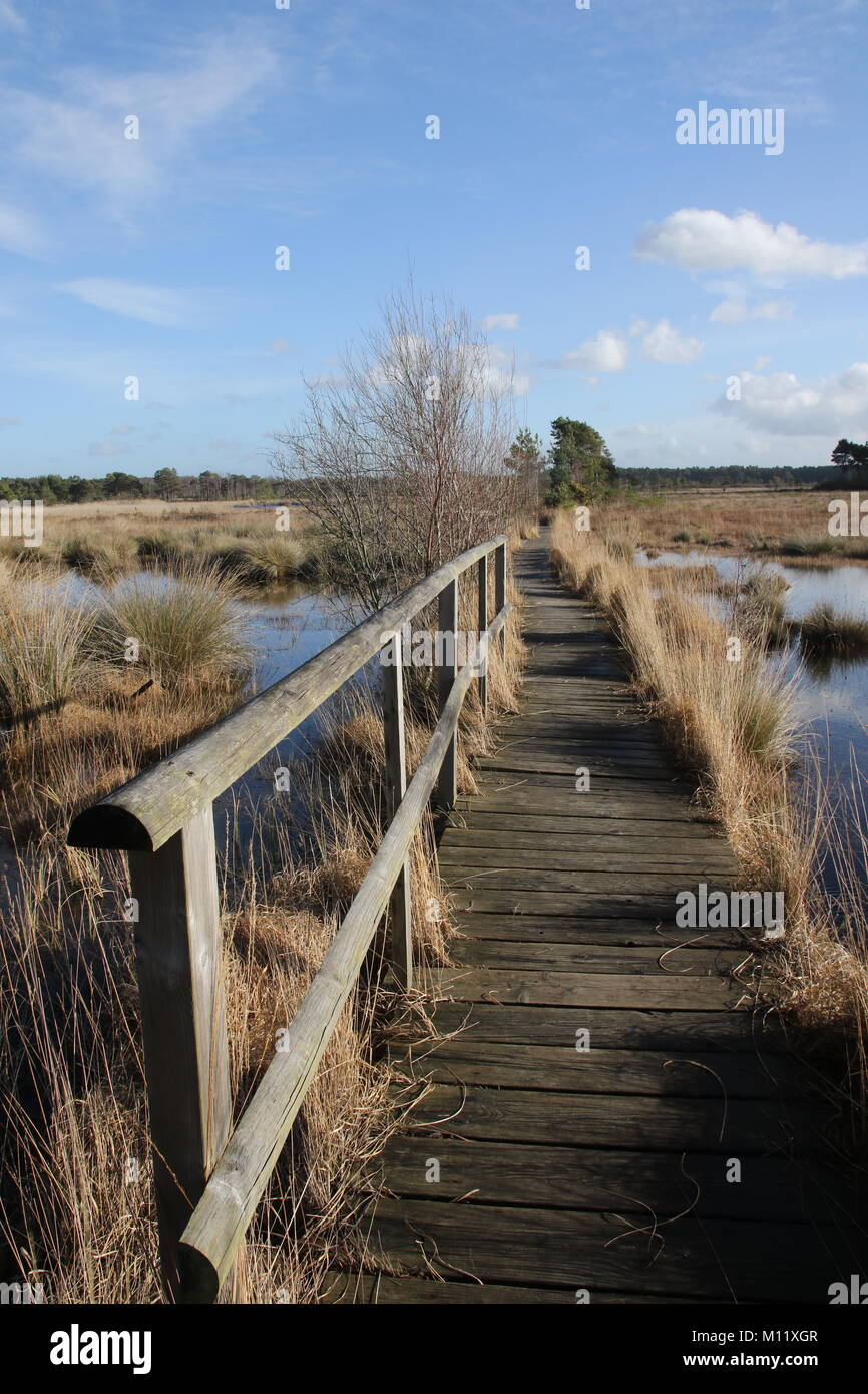 A wooden walkway with handrails across swampy ground in the Surrey countryside at Thursley Common, England Stock Photo