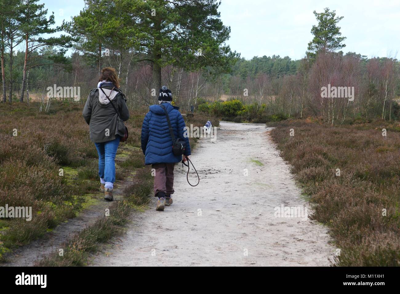 Rear view of two women walking a dog on Thursley Common heathland in Surrey, England. Stock Photo