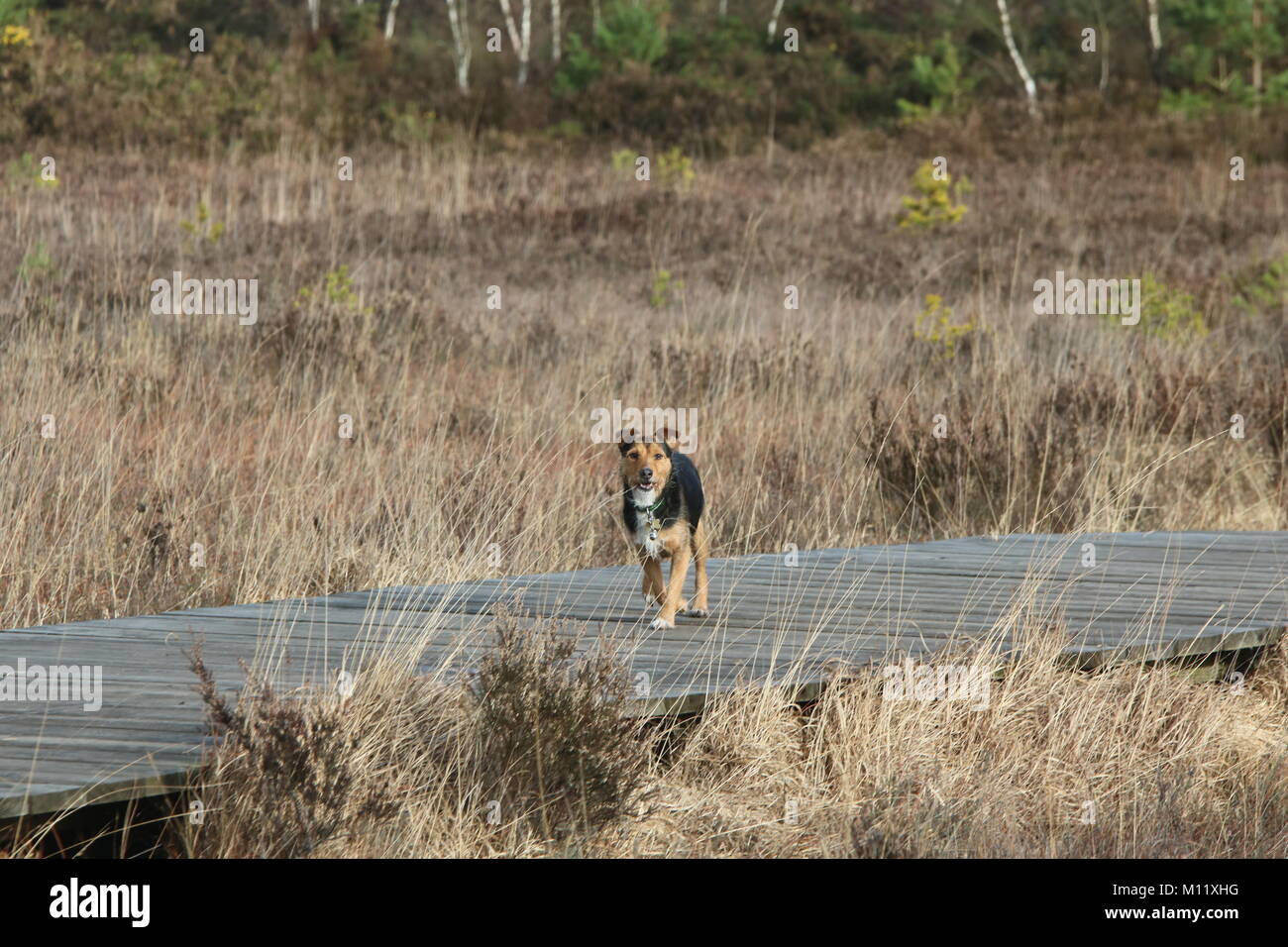 A small terrier dog walking along a walkway across common scrubland at Thursley, Surrey, England Stock Photo