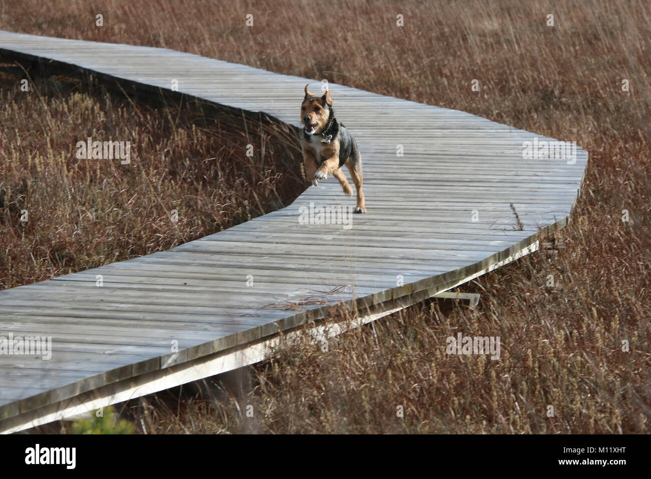 A small dog running along a wooden walkway over heathland at Thursley common, Surrey, England Stock Photo