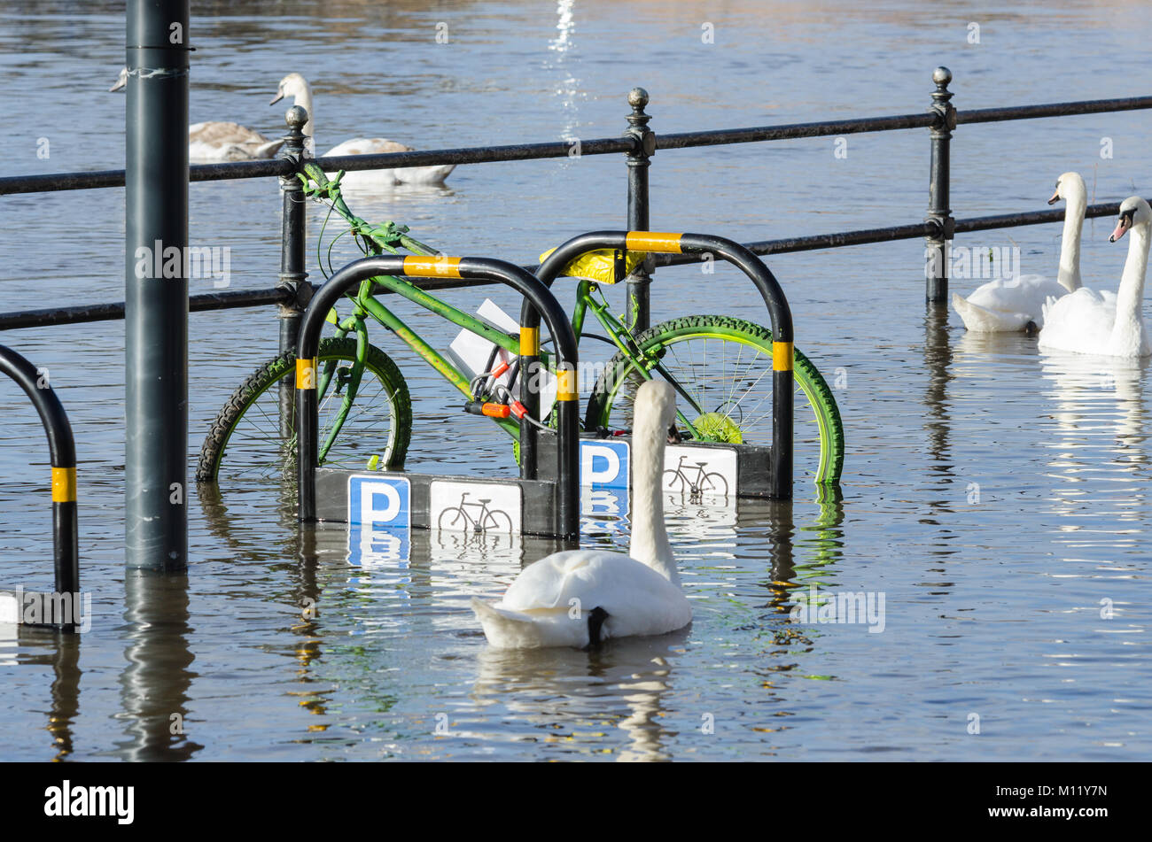 Resident swans make the most of the flooded riverbank in Worcester as the River Severn water level rises. Stock Photo