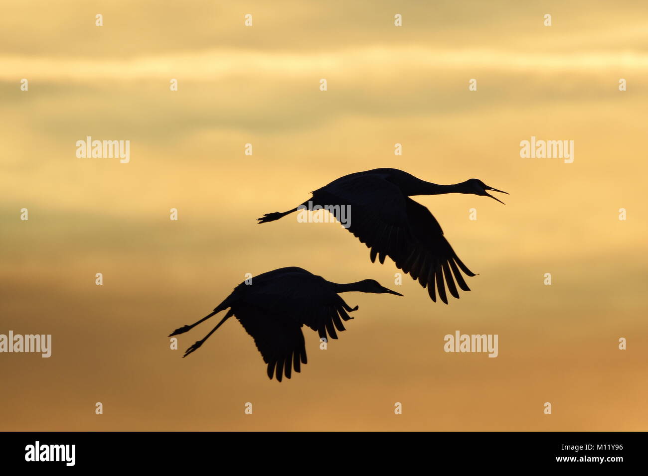 Silhouetted Sandhill Cranes (Grus canadensis tabida) in flight against sunset Stock Photo
