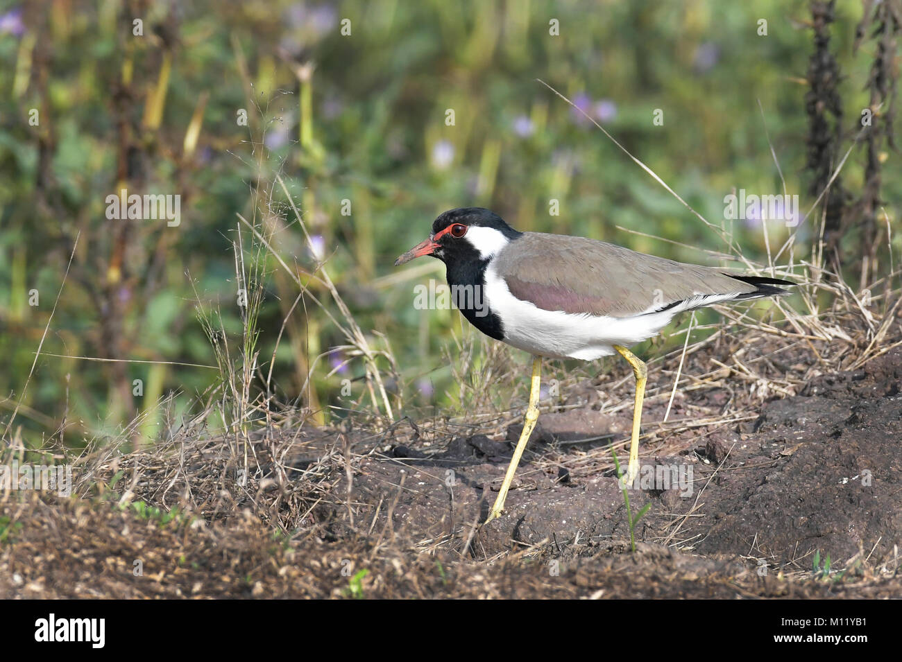 Red Wattled Lapwing Searching For Food Stock Photo