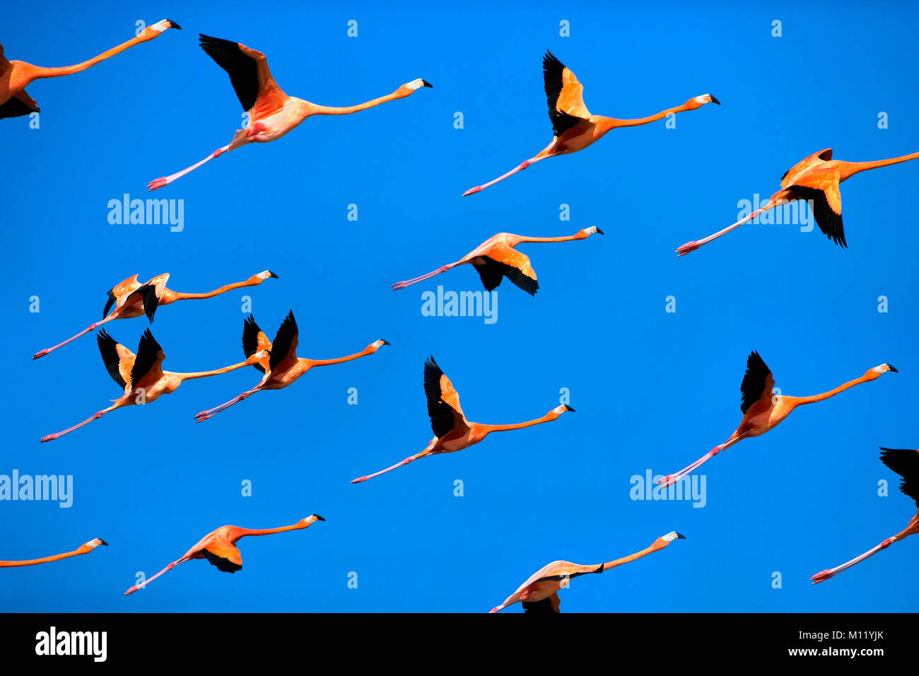 Mexico. Yucatan. Rio Lagartos. Greater Flamingos. (Phoenicopterus Ruber) flying. Stock Photo