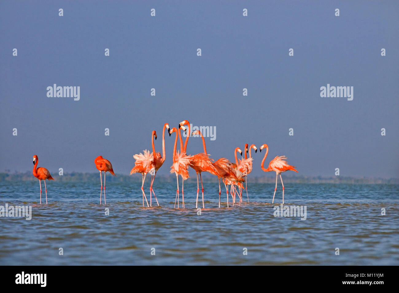 Mexico. Yucatan. Rio Lagartos. Greater Flamingos (Phoenicopterus Ruber) flock in shallow water. Stock Photo