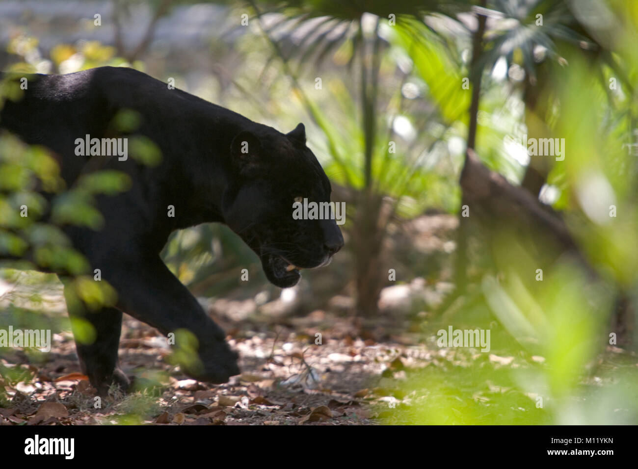 A 4K ultra HD mobile wallpaper depicting a powerful and agile Black  Panther, stealthily prowling through the dense undergrowth of a tropical  rainforest, its mesmerizing green eyes piercing through the darkness