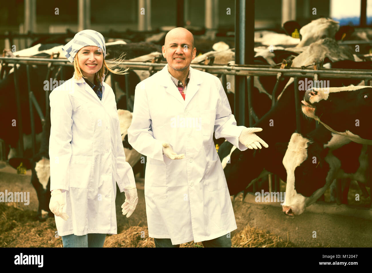 Professional vets working with cows in cowhouse outdoors Stock Photo