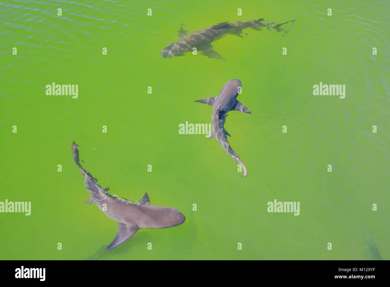 Sharks australia hires stock photography and images Alamy