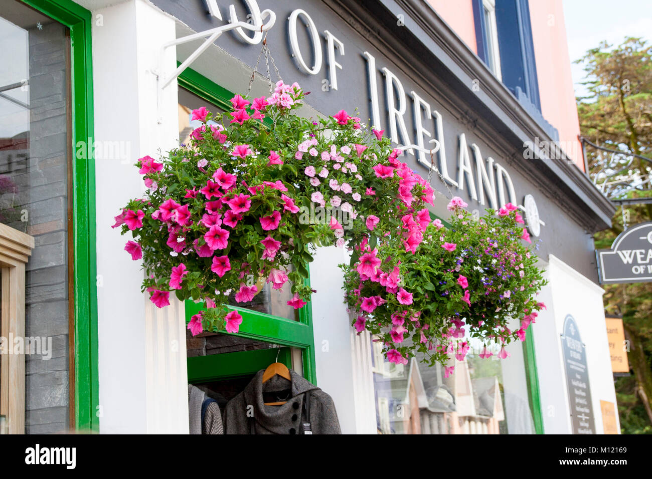Hanging flower basket of Petunias, Kenmare, Ireland, spring baskets